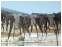 Octopus Drying in the Sun, Retymno, Crete, Greece