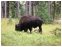 Our Peaceful Neighbour at Brige Bay Camping, Yellowstone National Park, USA